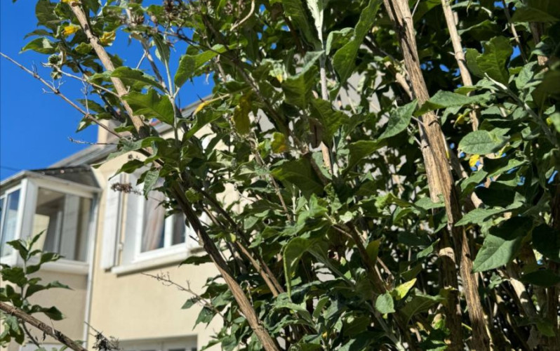 Vente maison CARANTEC (29)